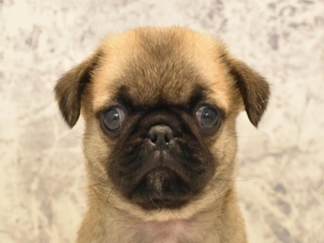 広島県のハーフ犬・ミックス犬 (ペッツワン広島LECT店/2024年6月3日生まれ/男の子/フォーン)の子犬